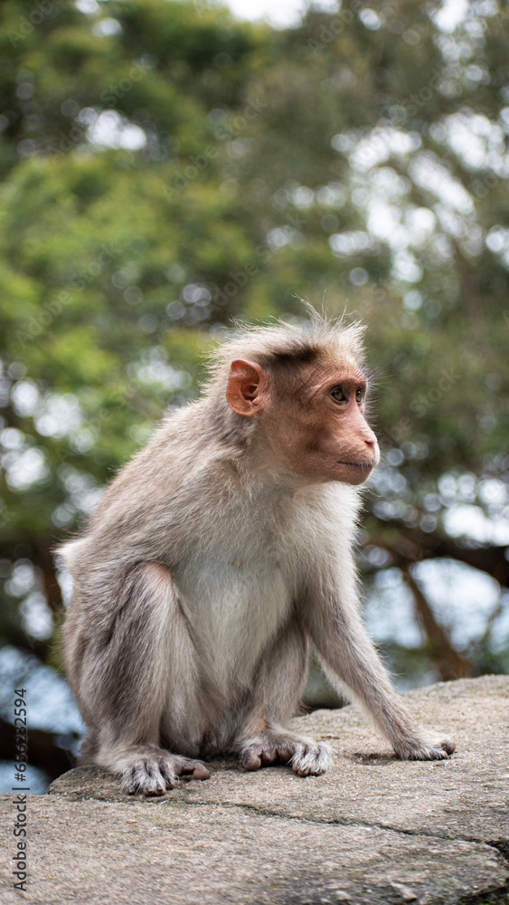  A picture of Rhesus Monkey (Rhesus Macaque) with a missing hand