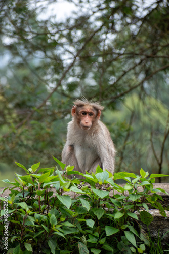  A picture of Rhesus Monkey (Rhesus Macaque) sitting in a tree branch. © Arjun