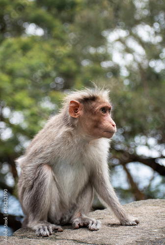   A picture of Rhesus Monkey  Rhesus Macaque  with a missing hand