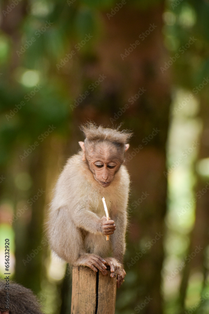 A baby monkey(Rhesus monkey) holding a lollipop stick it stole from a person. A baby monkey(Rhesus monkey) holding a lollipop stick it stole from a person.