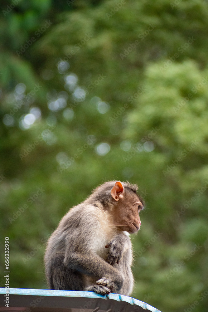  A close up of Rhesus Monkey (Rhesus Macaque) sitting and looking around