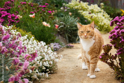 Outdoor orange tabby cat taking a walk in a garden with blooming flowers