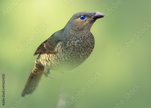 A wild female satin bowerbird (Ptilonorhynchus violaceus) isolated against a green blurred bokeh background photo