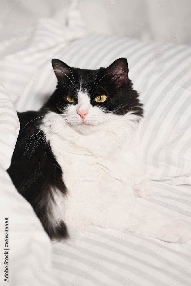 Domestic black and white cat lying cozy in human bed. Modern white bedding made of striped textile. The cat sleeps while the owner is at work. The concept of fall or winter and lazy mood.