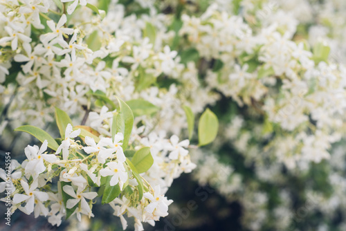 Arbuste en fleur. Des fleurs blanches dans un arbuste. Délicatesse du printemps. Végétation méridionale.  Végétation méditerranéenne. photo