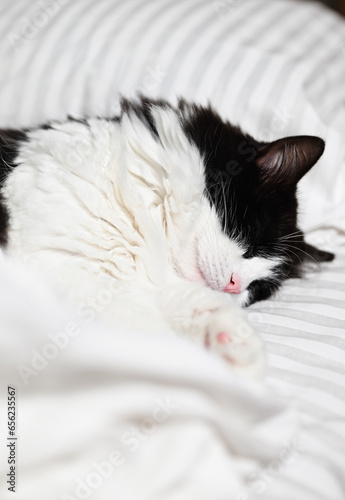 Domestic black and white cat sleeping cozily in human bed. Modern white bedding made of striped textile. The cat sleeps while the owner is at work. The concept of fall or winter and lazy mood.