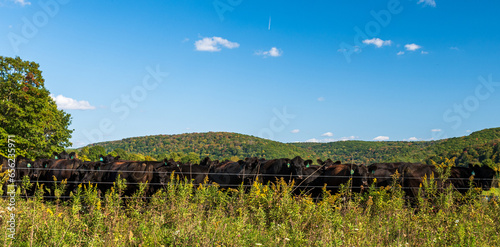 A herd of black cows behind a wire fence in a field in Tidioute, Pennsylvania, USA on a sunny fall day photo