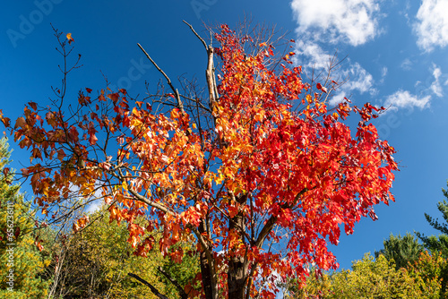 A partially dead tree with it's leaves changing in fall in Tidioute, Pennsylvania, USA on a sunny fall day photo