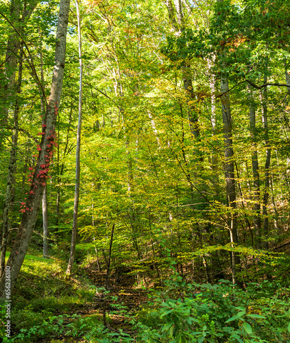 Fall colors starting  to show in woods in Tidiotue, Pennsylvania, USA on a sunny fall day photo