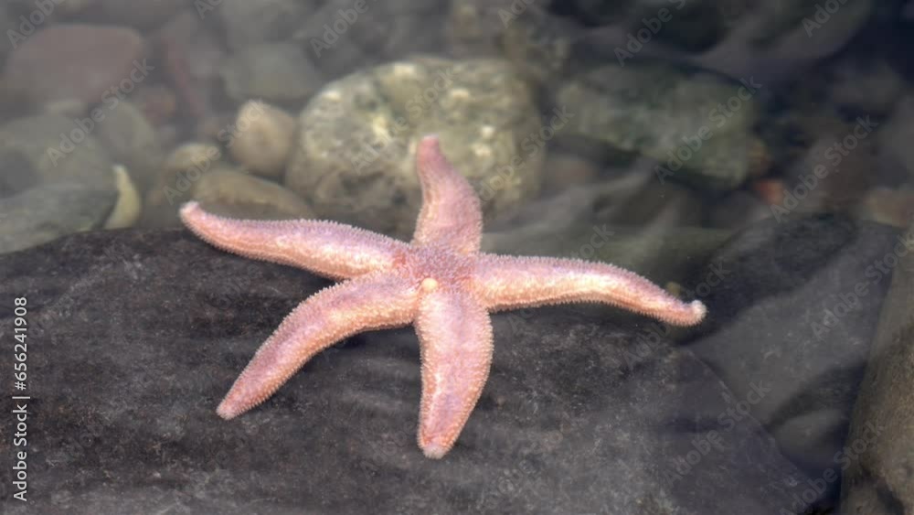 Pink and white starfish is brushed slowly across large rock in clear water tidepool Pink and white starfish is brushed slowly across large rock in clear water tidepool
