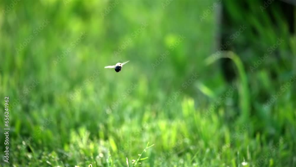 Rear view of bee flying through air above grassy background field in slow motion Rear view of bee flying through air above grassy background field in slow motion