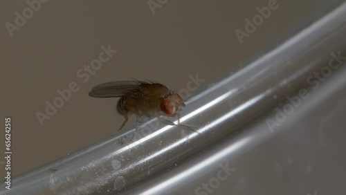 Macro closeup of fruitfly rubbing legs cleaning particles and walking on glass cup edge