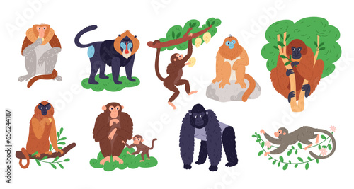 Monkeys breeds. Cartoon animals. Humanoid jungle inhabitants. Different tropical primates. Gorilla and gibbon on tree branches. Wild mammals. Chimpanzee or baboon. Garish vector apes set