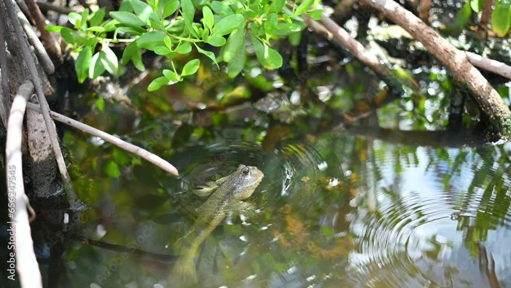 Mudskipper or Amphibious fish while swiming on surface water live in the mangroves. Mudskipper or Amphibious fish while swiming on surface water live in the mangroves.