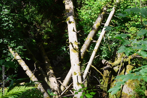 Landscape in the Canyon Lotenbachklamm in the Black Forest, Baden - Württemberg photo