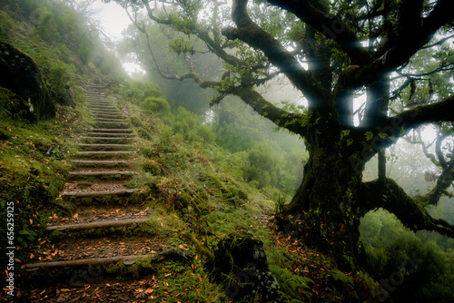Scenic view of a trail through the Fanal forest on Madeira, Portugal, with a spooky overgrown laurel tree, like from a scene in a creepy horror movie © schusterbauer.com