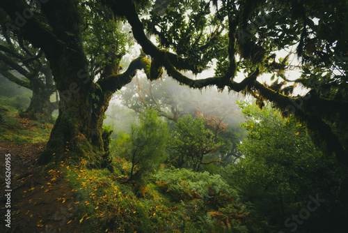 Scenic view of a laurel tree overgrown with moss and ferns in the Fanal forest on Madeira, Portugal, like from a scene in a misty, creepy horror movie photo