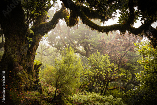 Close-up view of the branches of a laurel tree overgrown with moss and ferns in the mystical and creepy Fanal forest on Madeira, Portugal