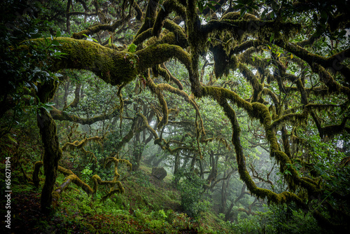 Eerie view of the moss covered branches of a laurel tree in the mystical and creepy Fanal forest on Madeira, Portugal, like a scene in a horror movie