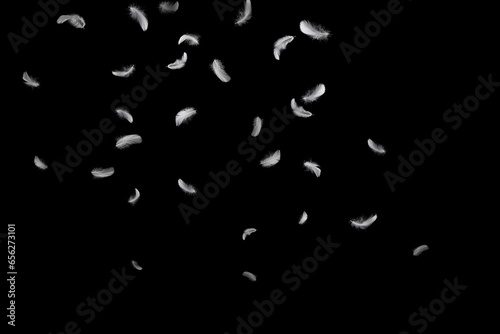 Abstract White Bird Feathers Falling in The Air. Feathers Floating on Black Background.