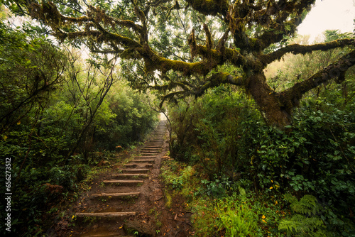 Scenic view of a trail through the Fanal forest on Madeira, Portugal, with a spooky overgrown laurel tree, like from a scene in a creepy horror movie