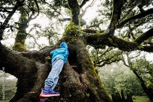 View of a little girl exploring the tree cave of a laurel tree in the Fanal forest in Madeira, Portugal, while dense mist creating a creepy atmosphere