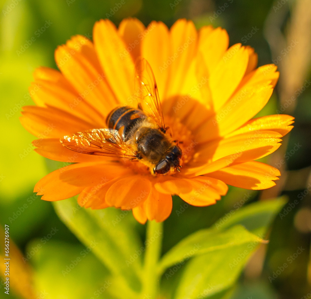 A bee on an orange aster flower. Macro