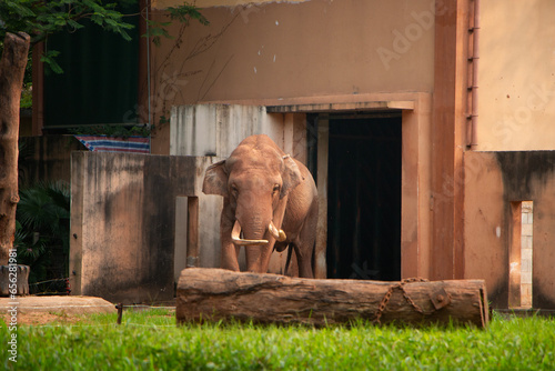 Photography elephant in the zoo