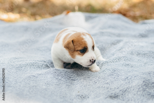 Cute Jack Russell Terrier puppy outdoor. Age one month