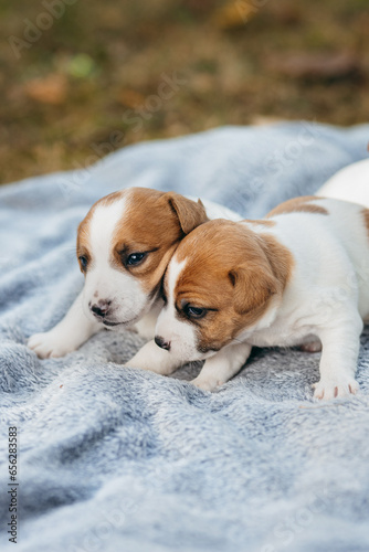 Cute Jack Russell Terrier puppies playing outdoor. Age one month