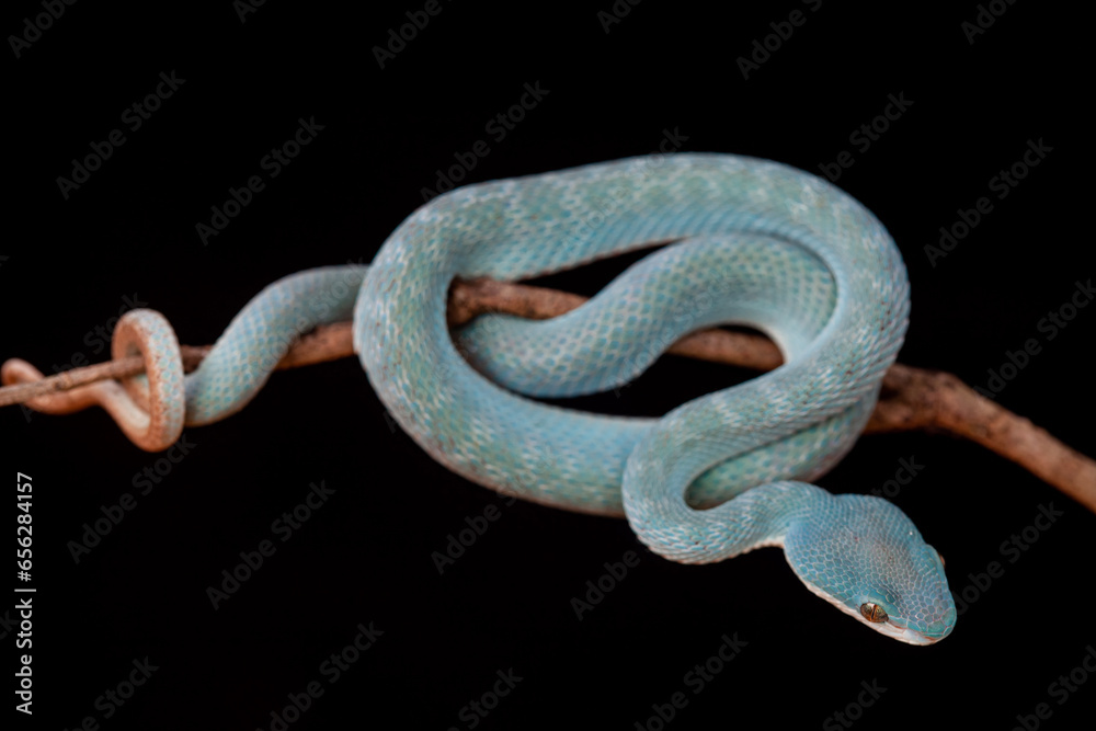 Trimeresurus Insularis, Pit Viper From Nusa Tenggara Island Trimeresurus Insularis, Pit Viper From Nusa Tenggara Island