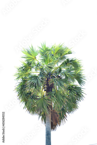 Betel nut trees or Areca nut palm trees on white background, clipping paths png © Leokensiro