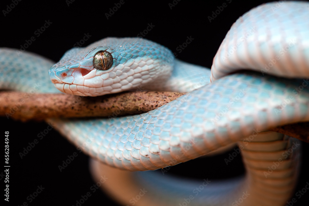 Fototapeta premium Trimeresurus Insularis, Pit Viper From Nusa Tenggara Island