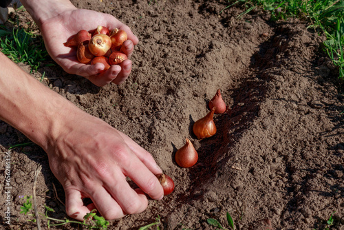 Fototapeta Naklejka Na Ścianę i Meble -  How to plant tulip bulbs. Autumn planting of tulip bulbs in prepared soil