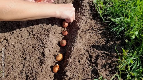 How to plant tulip bulbs. Autumn planting of tulip bulbs in prepared soil close-up