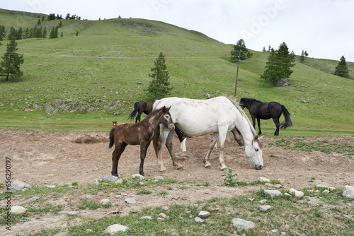 A sweet foal next to an adult horse. Pasture in a mountainous area.