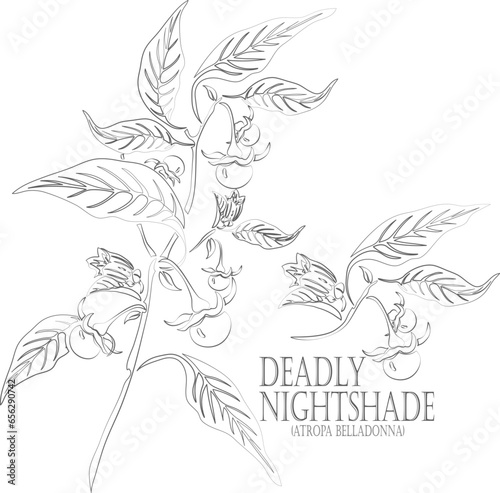 Deadly Nightshade flower, fruits vector contour. Atropa belladonna outline. Set of medicinal Atropa belladonna, Atropa caucasica Kreyer in Line for pharmaceuticals. Contour drawing of medicinal herbs