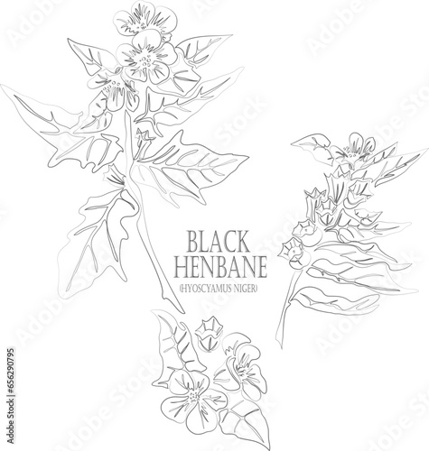 Black henbane flower vector contour. Hyoscyamus niger plant outline. Set of medicinal Hyoscyamus niger herb in Line for pharmaceuticals. Contour drawing of medicinal herbs