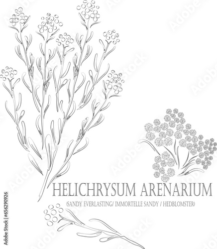 Sandy Everlasting, immortelle sandy, hedblomster vector contour. Helichrysum plant outline. Set of medicinal Helichrysum arenarium Moenc in Line for pharmaceuticals. Contour drawing of medicinal herbs