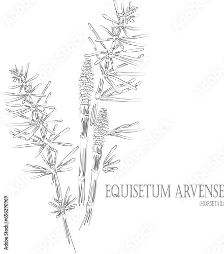 Horsetail herb vector contour. Equisetum arvense plant outline. Set of medicinal Equisetum arvense in Line for pharmaceuticals. Contour drawing of medicinal herbs