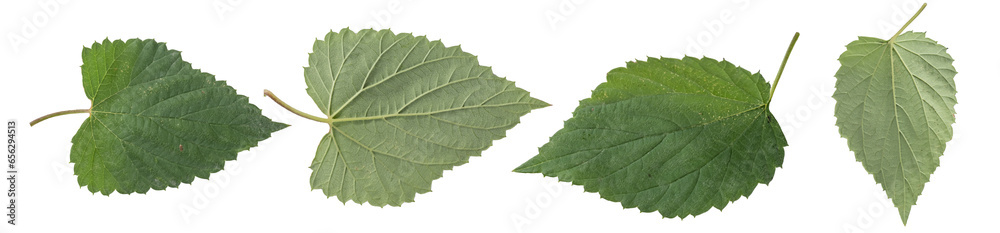 Collection of oak leaves isolated on transparent background. Collection of oak leaves isolated on transparent background.