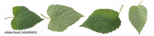 Collection of oak leaves isolated on transparent background.