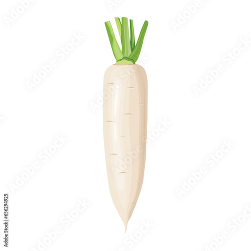 Vector illustration of daikon in flat style design. Fresh white radish with whole and slices, isolated on white background. Healthy vegetable organic food icon. Great for label agriculture