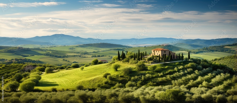 Panoramic view of Maremma countryside with olive trees rolling hills and green fields with the sea on the horizon in Casale Marittimo Tuscany Italy Europe