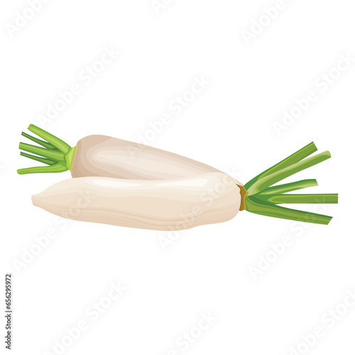 Vector illustration of daikon in flat style design. Fresh white radish with whole and slices, isolated on white background. Healthy vegetable organic food icon. Great for label agriculture