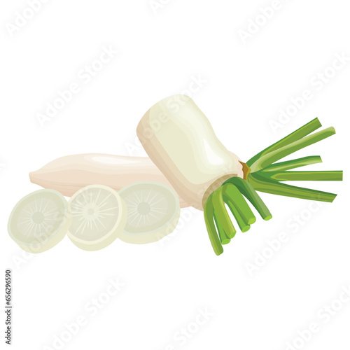 Vector illustration of daikon in flat style design. Fresh white radish with whole and slices, isolated on white background. Healthy vegetable organic food icon. Great for label agriculture