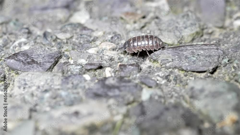 Pill bug walks crawling in slow motion navigating rocky terrain Pill bug walks crawling in slow motion navigating rocky terrain