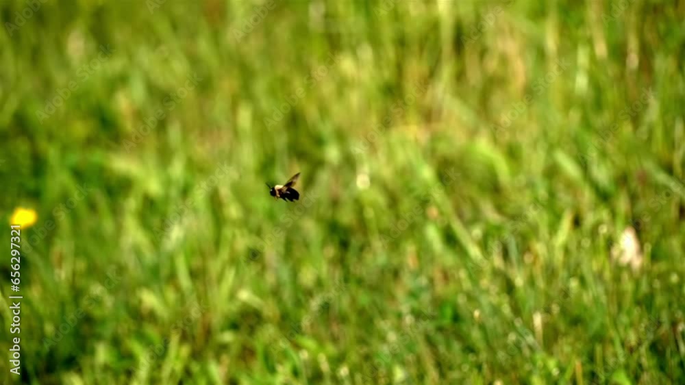 Rear view of bee levitating and staying still in air against grassy green blurred background Rear view of bee levitating and staying still in air against grassy green blurred background