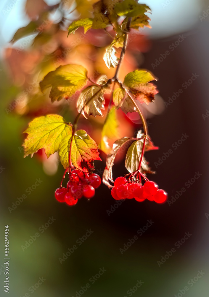 Branch with viburnum berries in autumn Branch with viburnum berries in autumn