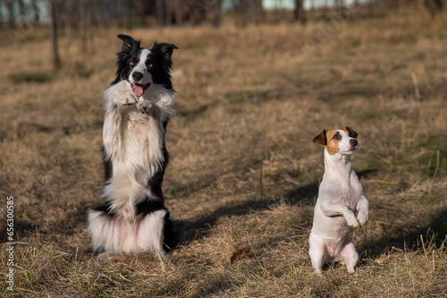 Border collie dog and jack russell terrier walk in the park in autumn.